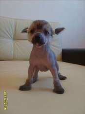 Orero Lovely Ramonda Brown Orero Lovely Ramonda Brown