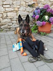 Cimba von den Lausbuben Cimba von den Lausbuben