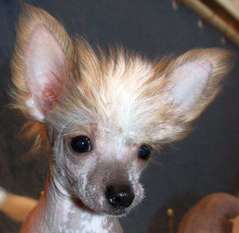Tinkerbel Tinkerbel