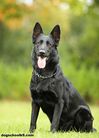 Garda European K9 training base