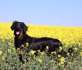 Jasha ex canis lupus Jasha ex canis lupus