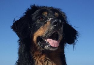 Enzo vom Bergischen Löwen Enzo vom Bergischen Löwen