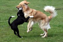 Bild von Jule vom Julienhof