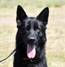 Arthus Canis Invictus Arthus Canis Invictus