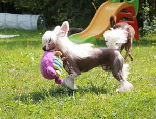 Haut Les Coeurs Little Champs Haut Les Coeurs Little Champs