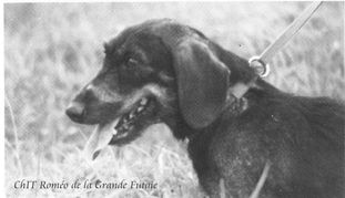Romeo de la Grande Futaie Romeo de la Grande Futaie
