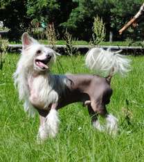 Marik Favorit Del Suerte Minodora Marik Favorit Del Suerte Minodora