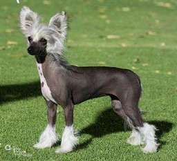 Mohawk Get Your Own Mohawk Get Your Own