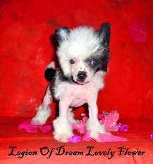 Legion Of Dream Lovely Flower Legion Of Dream Lovely Flower