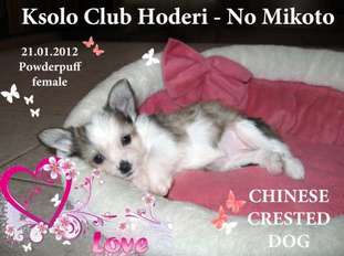 Ksolo Club Hoderi - No Mikoto Ksolo Club Hoderi - No Mikoto
