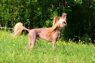 I'skytrouble's Born To Be Wild I'skytrouble's Born To Be Wild