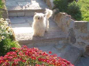 Queen Cash De Bandedogge Queen Cash De Bandedogge