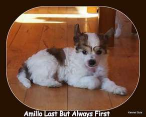 Suis Amillo Last But Always First Suis Amillo Last But Always First