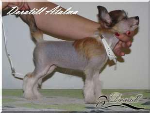 Doratill Atalma Doratill Atalma