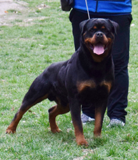 Gaucho von der Bogenheide Gaucho von der Bogenheide