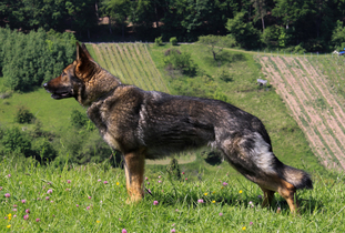 Etana von Lord Fandor (INT) Etana von Lord Fandor (INT)