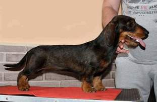 Dachskrieger Erbin Dachskrieger Erbin