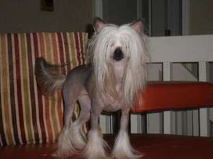 Del Sol's Lady Gaga By Jove Del Sol's Lady Gaga By Jove
