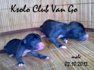 Ksolo Club Van Go Ksolo Club Van Go