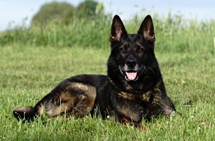 Duke von der Schiffslache Duke von der Schiffslache