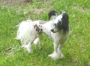 Pixietail She's A Beauty Pixietail She's A Beauty
