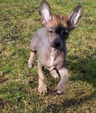 Be My Dog's Innocent Child Be My Dog's Innocent Child