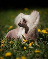 Dogland Happy Izabella Dogland Happy Izabella