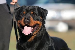 Nero von der Holzhaussiedlung Nero von der Holzhaussiedlung