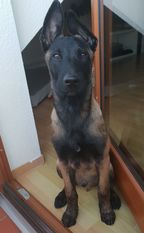 Baxter von den Feuerpfoten Baxter von den Feuerpfoten