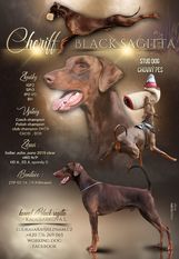 Cheriff Black Sagitta Cheriff Black Sagitta