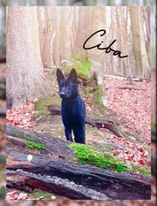 Ciba (Knibutat) Ciba (Knibutat)