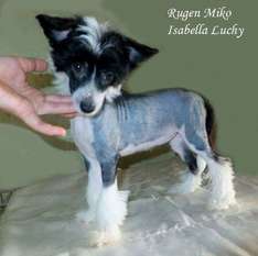 Rugen Miko Isabella Luchy Rugen Miko Isabella Luchy