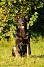Chary vom Wolfsdreieck Chary vom Wolfsdreieck