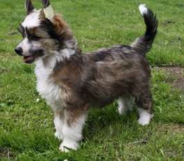 Be My Dog's Al Takathur Be My Dog's Al Takathur