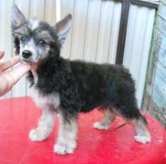 Fancy Style Rin Tin Tin Fancy Style Rin Tin Tin