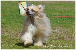Chinespaws Brown Magic Chinespaws Brown Magic