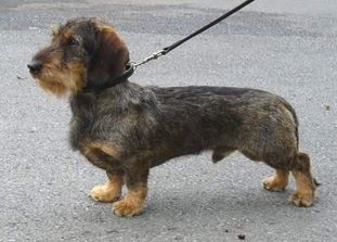 Baron von Rominten Baron von Rominten