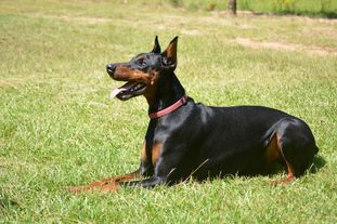 Family Dobes Cutthroat Serendipity Family Dobes Cutthroat Serendipity