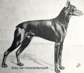Boby vom Hohenzollernkamp Boby vom Hohenzollernkamp
