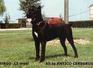 Dago AG 96L7174 Dago AG 96L7174