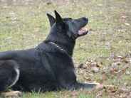 Coco von der Schiffslache