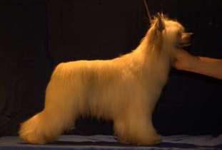 Shadow White Baloo Shadow White Baloo