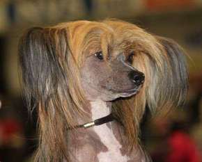Lohamras Nikki Sixx Lohamras Nikki Sixx
