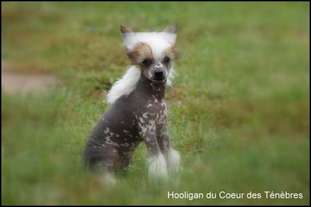 Hooligan Du Coeur Des Tenebres Hooligan Du Coeur Des Tenebres