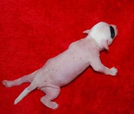 Orero Lovely A-exotic Dinaburg Orero Lovely A-exotic Dinaburg
