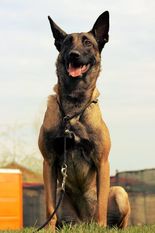 Fatima Arcanis Fatima Arcanis