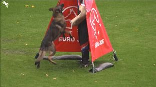 Wiggo of Sports dog Wiggo of Sports dog