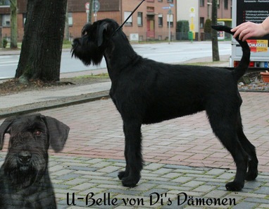U-Belle von Di's Dämonen U-Belle von Di's Dämonen