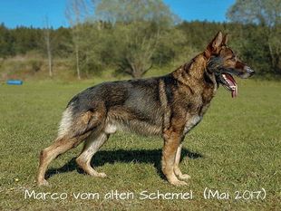 Marco vom alten Schemel Marco vom alten Schemel