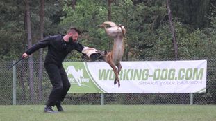 Baya vom Clan der Wölfe Baya vom Clan der Wölfe